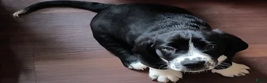 Ronan
