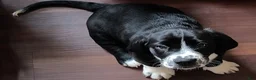 Basset Hound dogs for sale: Ronan - Ad 1