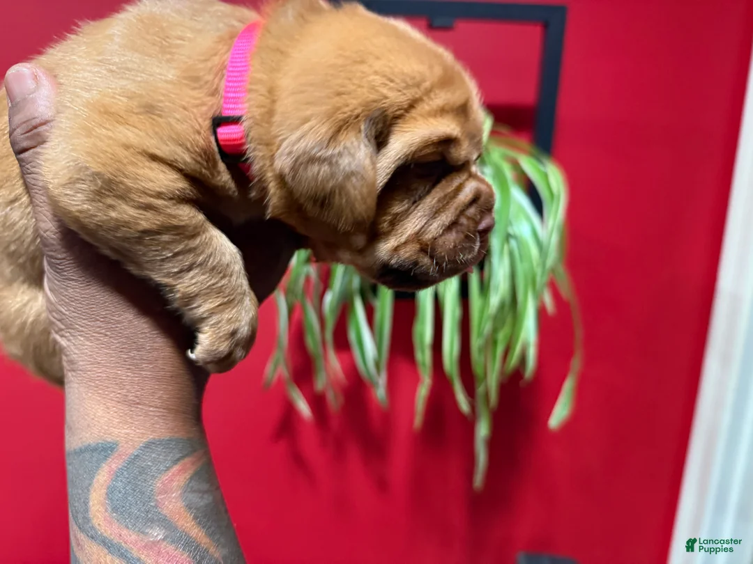 Dogue De Bordeaux dogs for sale: Dogue De Bordeaux Puppy 10 - Ad 1