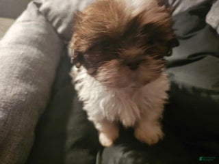 Shih Tzu dogs Not Named - Ad 24
