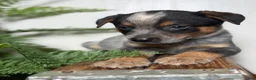 Australian Cattle Dog dogs for sale: Sage - Ad 4