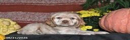 Cocker Spaniel dogs for sale: Sammy - Ad 1