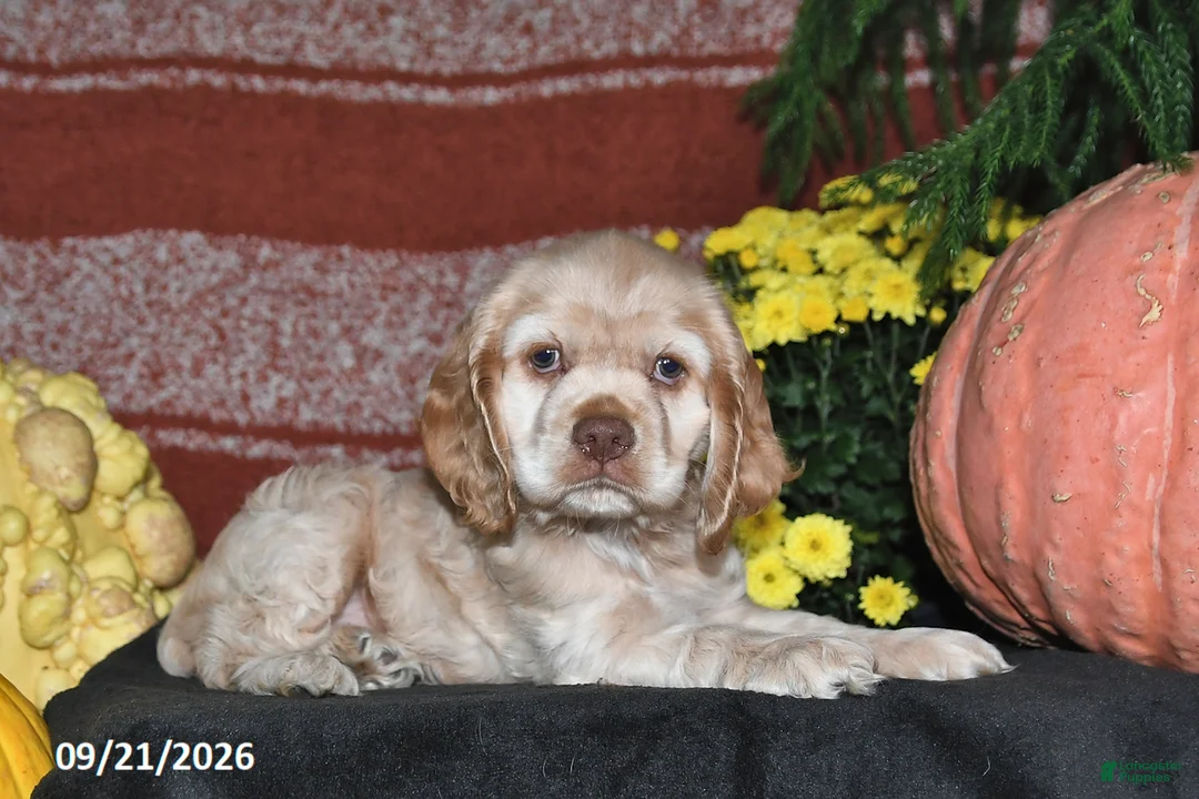 Cocker Spaniel dogs for sale: Sammy - Ad 1
