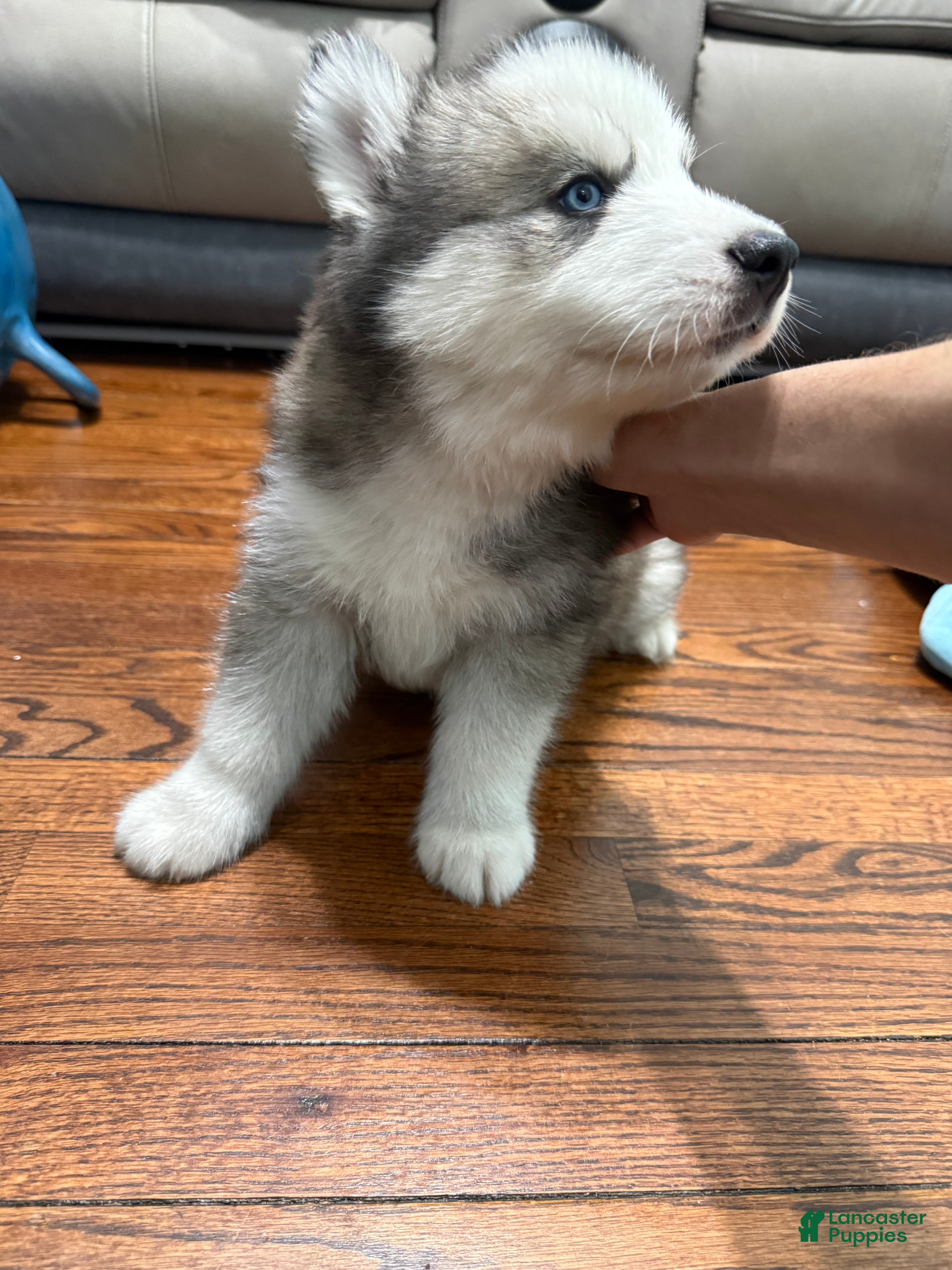 Siberian Husky dogs Panda - Ad 26