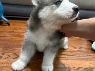 Siberian Husky dogs Panda - Ad 26