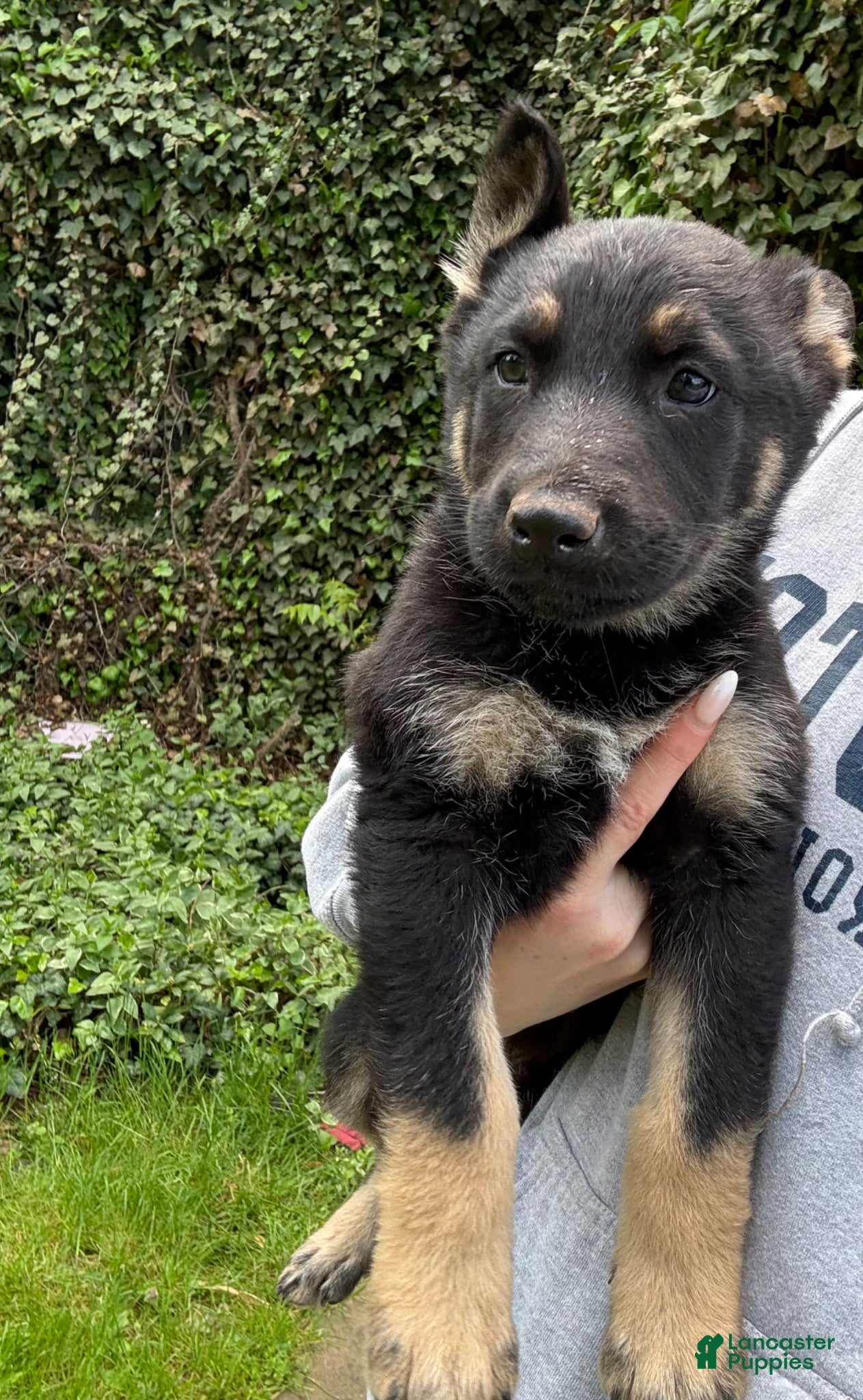 German Shepherd dogs for sale: German Shepherd Puppy 5 - Ad 3