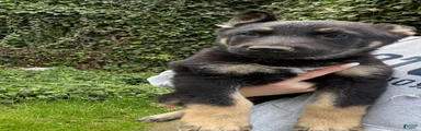 German Shepherd Puppy 5