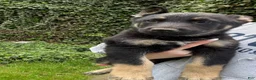 German Shepherd dogs for sale: German Shepherd Puppy 5 - Ad 1