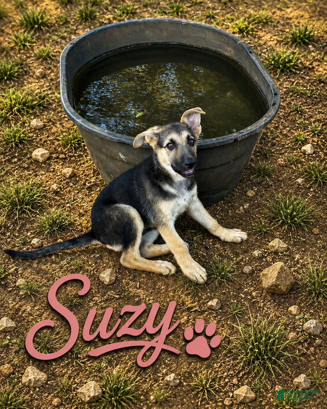 German Shepherd dogs for sale: Suzy - Ad 1