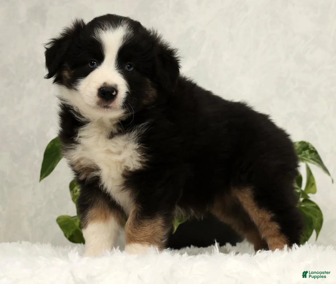 Miniature Australian Shepherd dogs for sale: Sammy - Ad 5