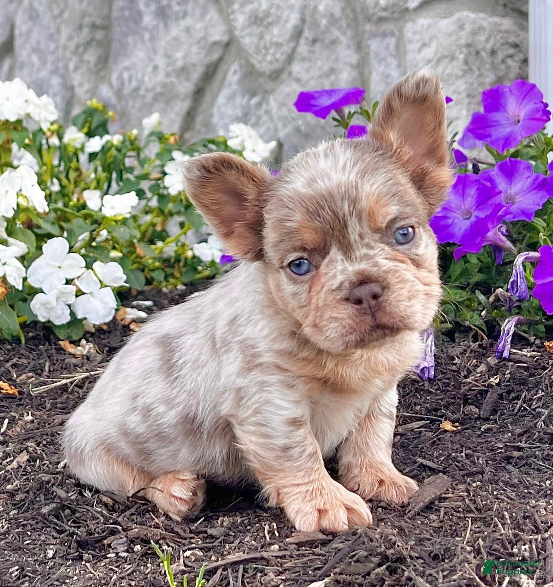 French Bulldog dogs for sale: Melody - Ad 4