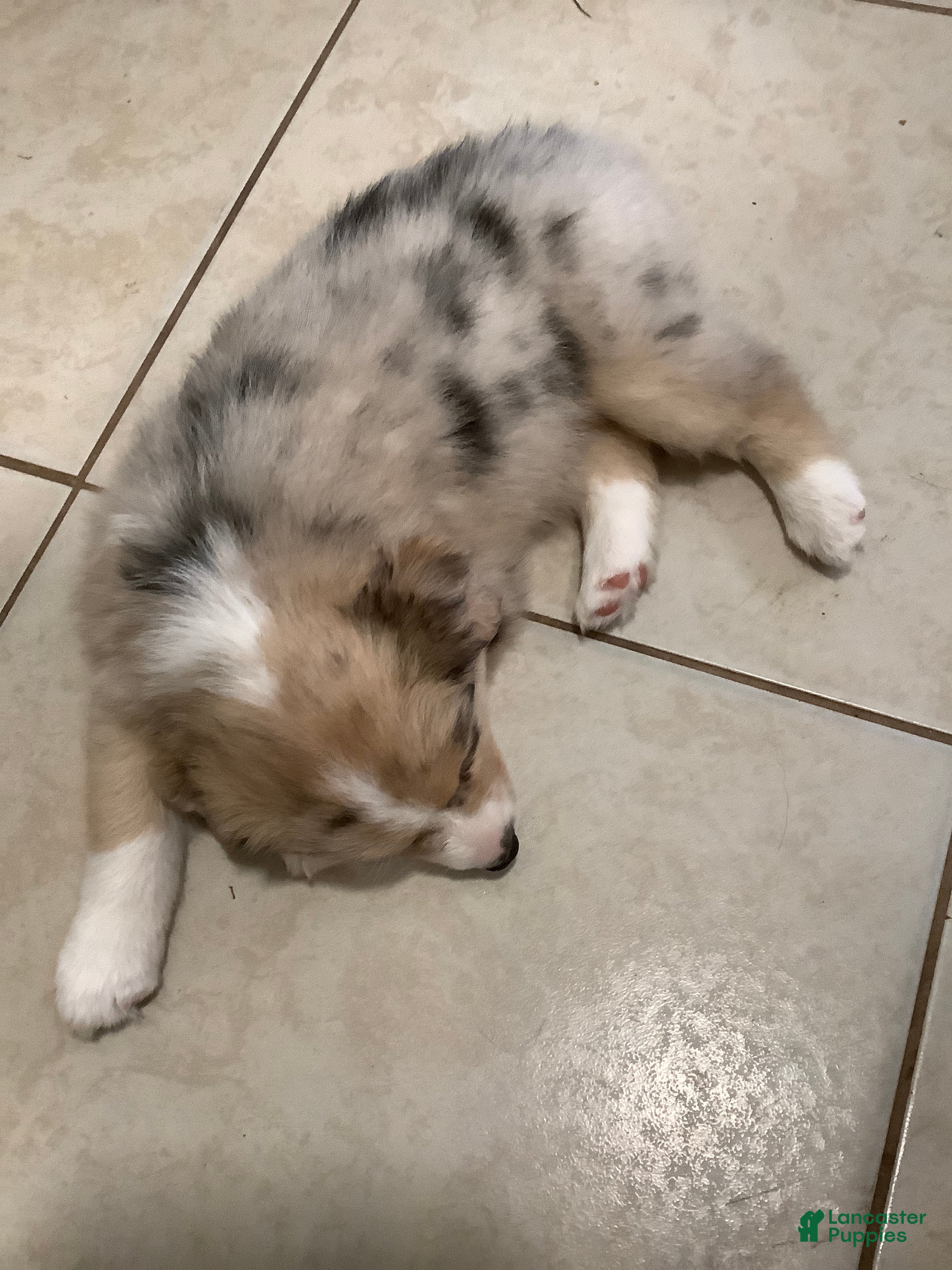 Australian Shepherd dogs Australian Shepherd Puppy 2 - Ad 13