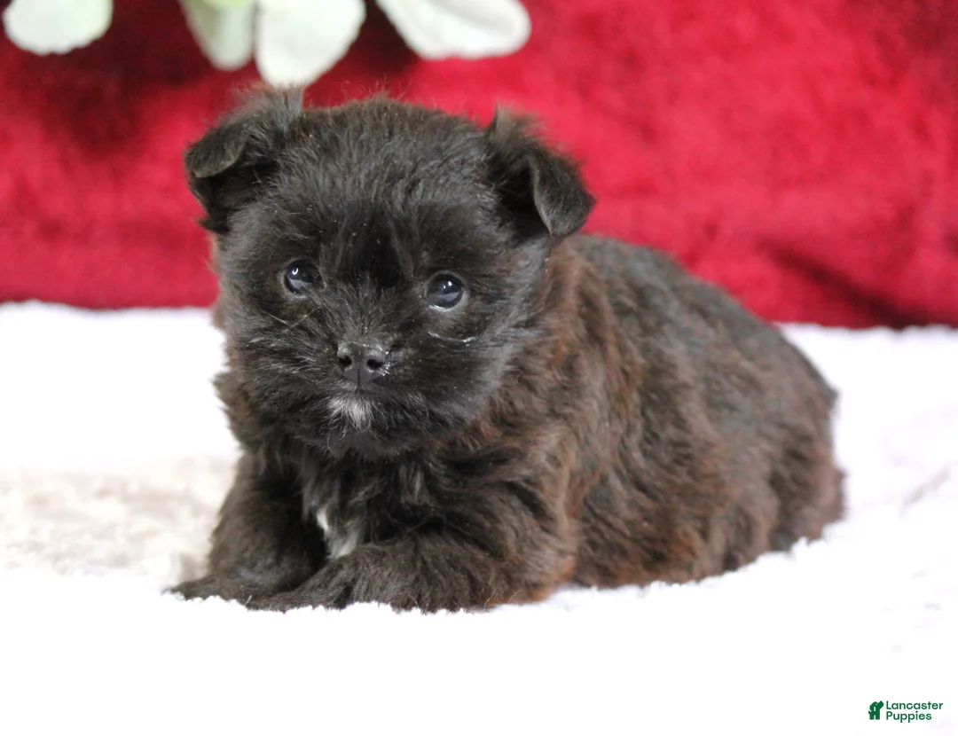 Yorkiepoo dogs for sale: Bailey - Ad 4
