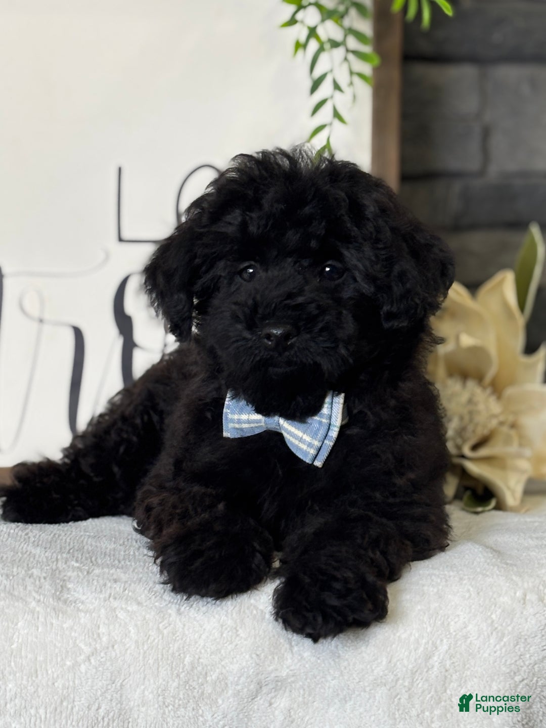 Toy Poodle dogs for sale: Smacker - Ad 6