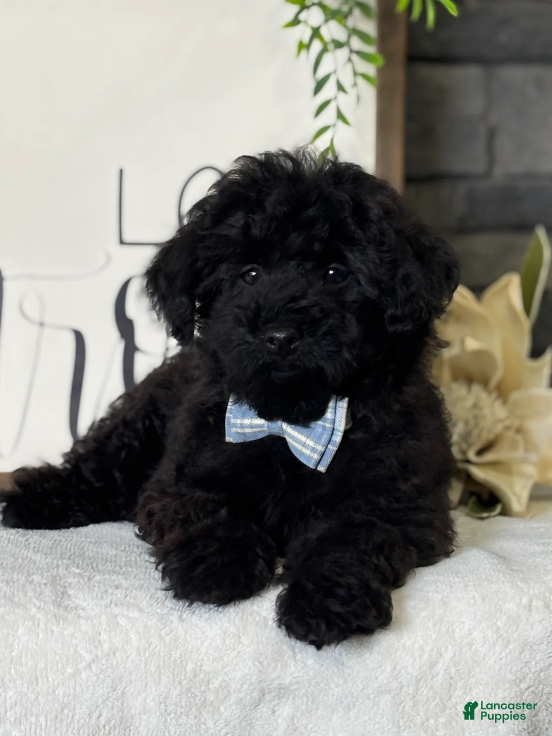 Toy Poodle dogs for sale: Smacker - Ad 15