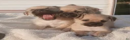 Pugapoo dogs for sale: Tesla - Ad 6