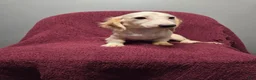 Miniature Dachshund dogs for sale: Sophie - Ad 2