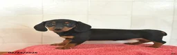 Miniature Dachshund dogs for sale: Feather  - Ad 2