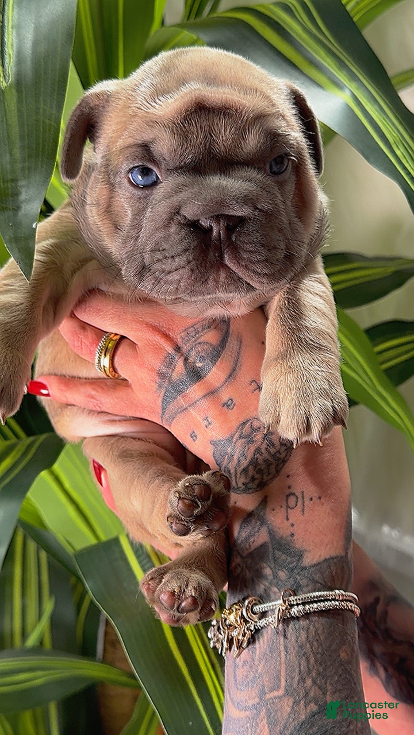 French Bulldog dogs QUENN - Ad 11