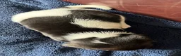 Beagle dogs for sale: Beagle 3 - Ad 2