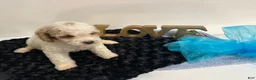 Mini Goldendoodle dogs for sale: Dexter - Ad 5