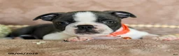 Boston Terrier dogs for sale: Reese - Ad 3
