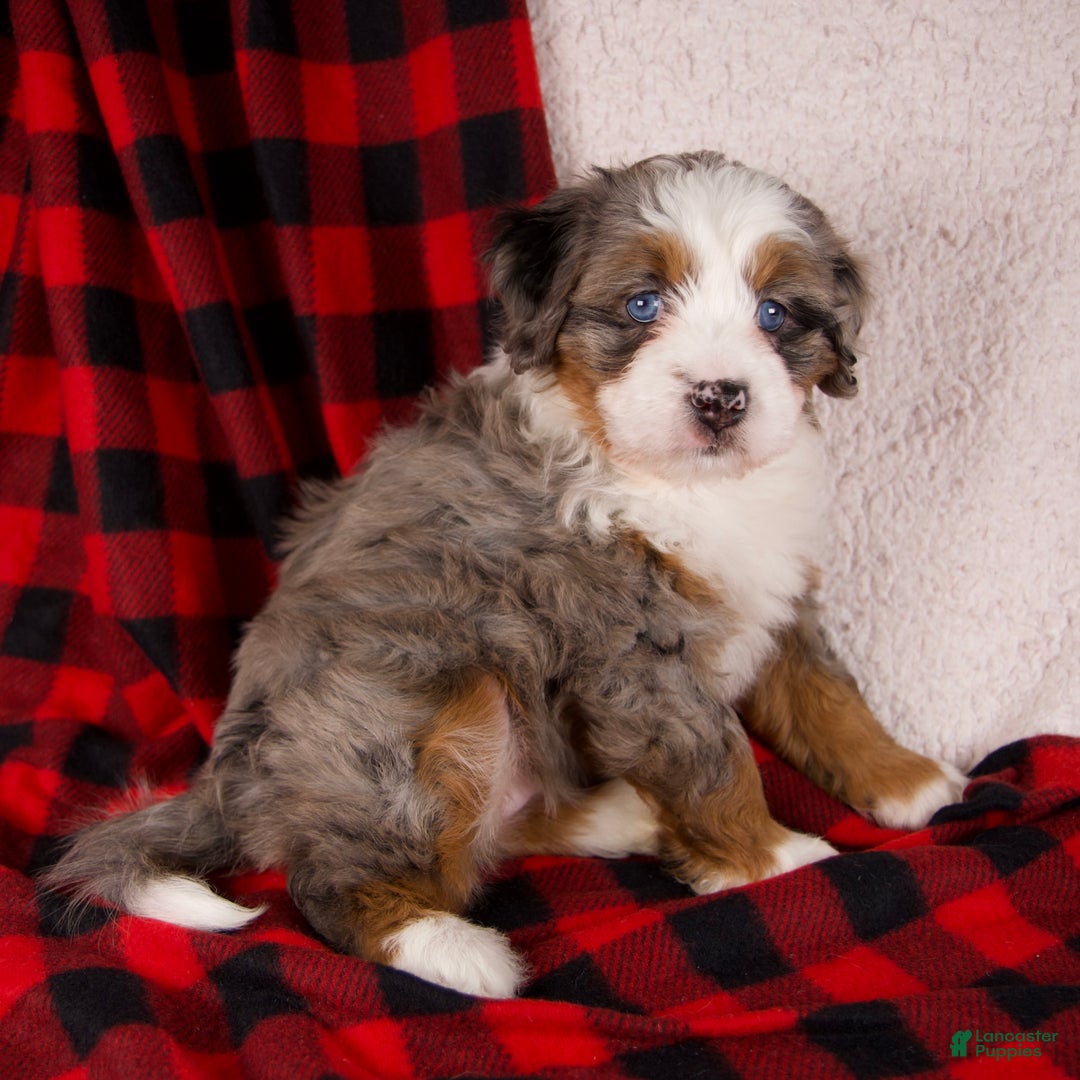 Mini Bernedoodle dogs for sale: Holly Girl *Potty Training* - Ad 6