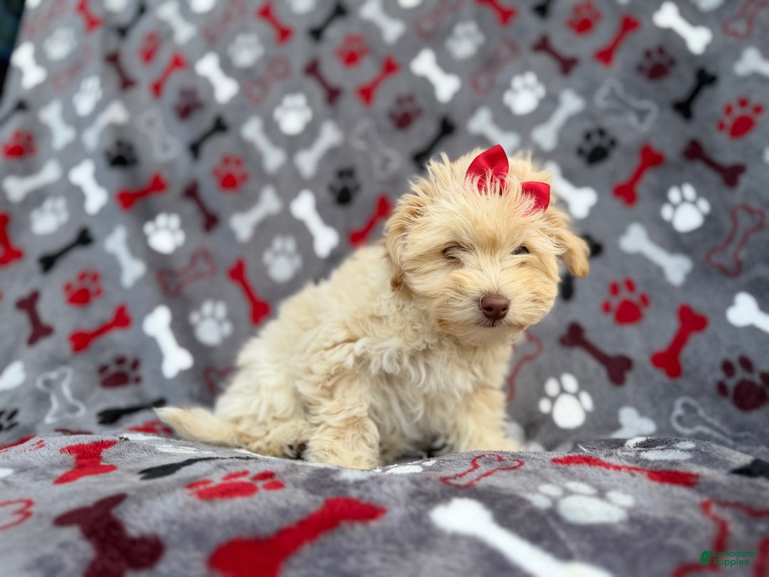 Havapoo dogs for sale: Faith - Ad 6