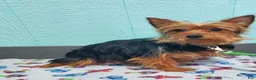 Yorkshire Terrier dogs for sale: Myles - Ad 7