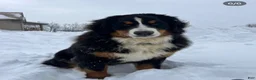 Bernese Mountain Dog dogs for sale: Bernese Mountain Dog 1 - Ad 1