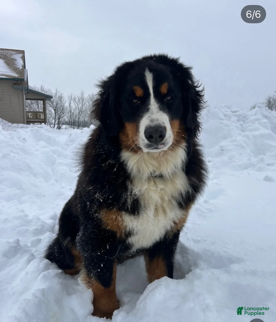 Bernese Mountain Dog dogs for sale: Bernese Mountain Dog 1 - Ad 1