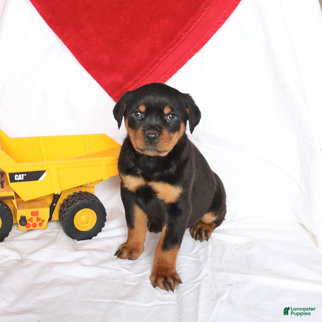 Rottweiler dogs for sale: Annabelle - Ad 1