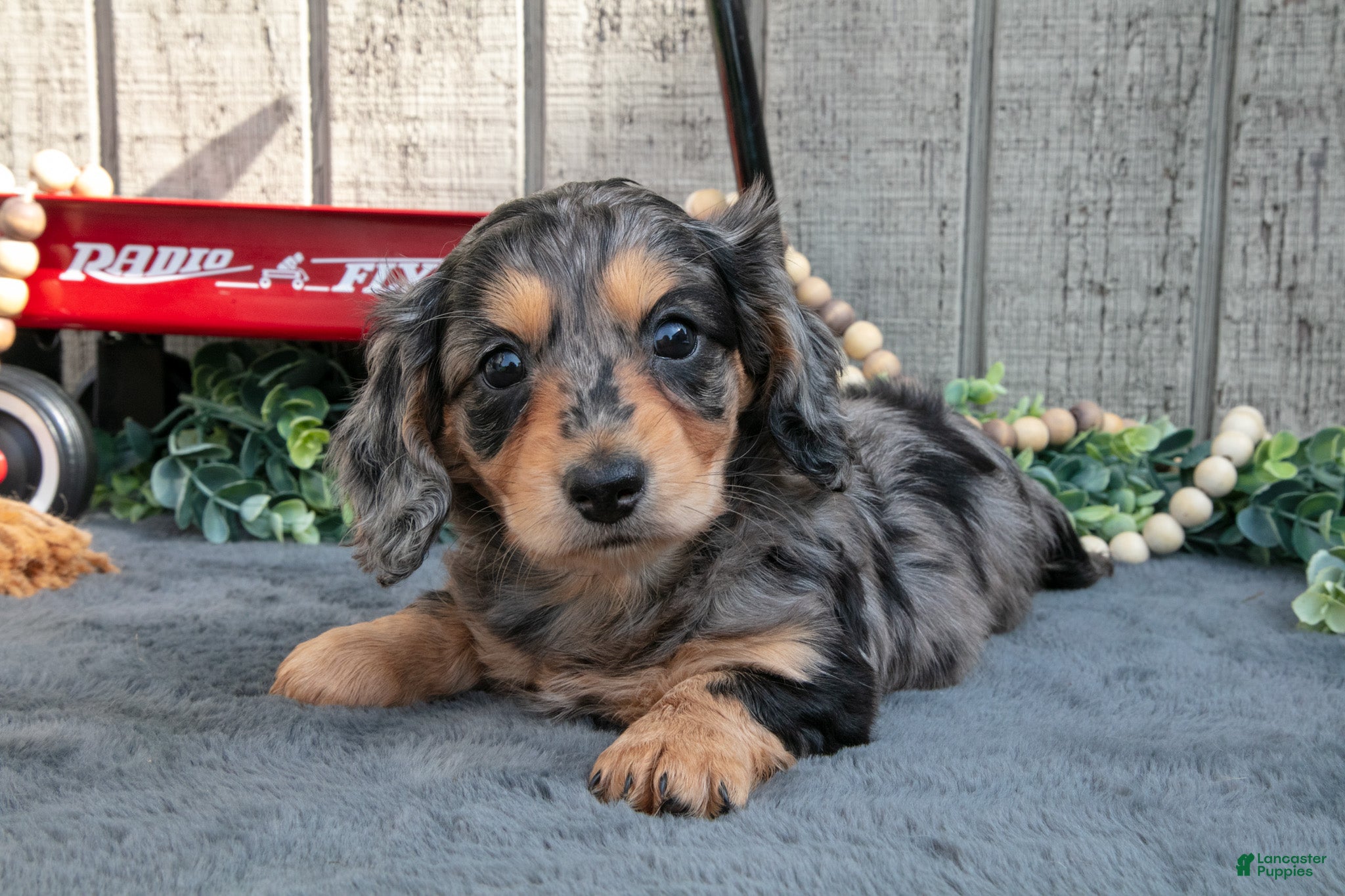 Miniature Dachshund dogs Selena - Ad 1