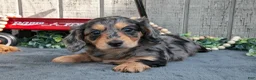 Miniature Dachshund dogs for sale: Selena - Ad 1