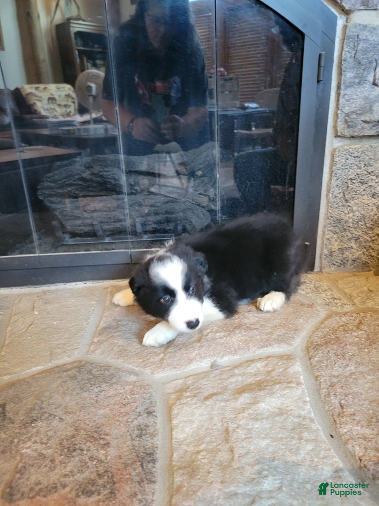 Border Collie dogs Buzz - Ad 2