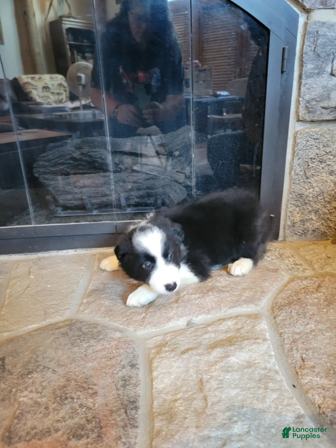 Border Collie dogs for sale: Buzz - Ad 2