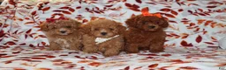 Toy Poodle dogs for sale: Polly - Ad 6