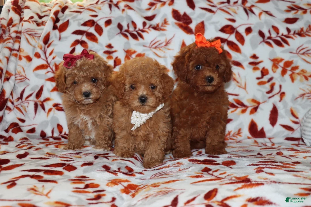 Toy Poodle dogs for sale: Polly - Ad 6