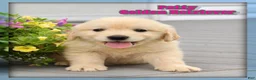 Golden Retriever dogs for sale: Patty - Ad 1