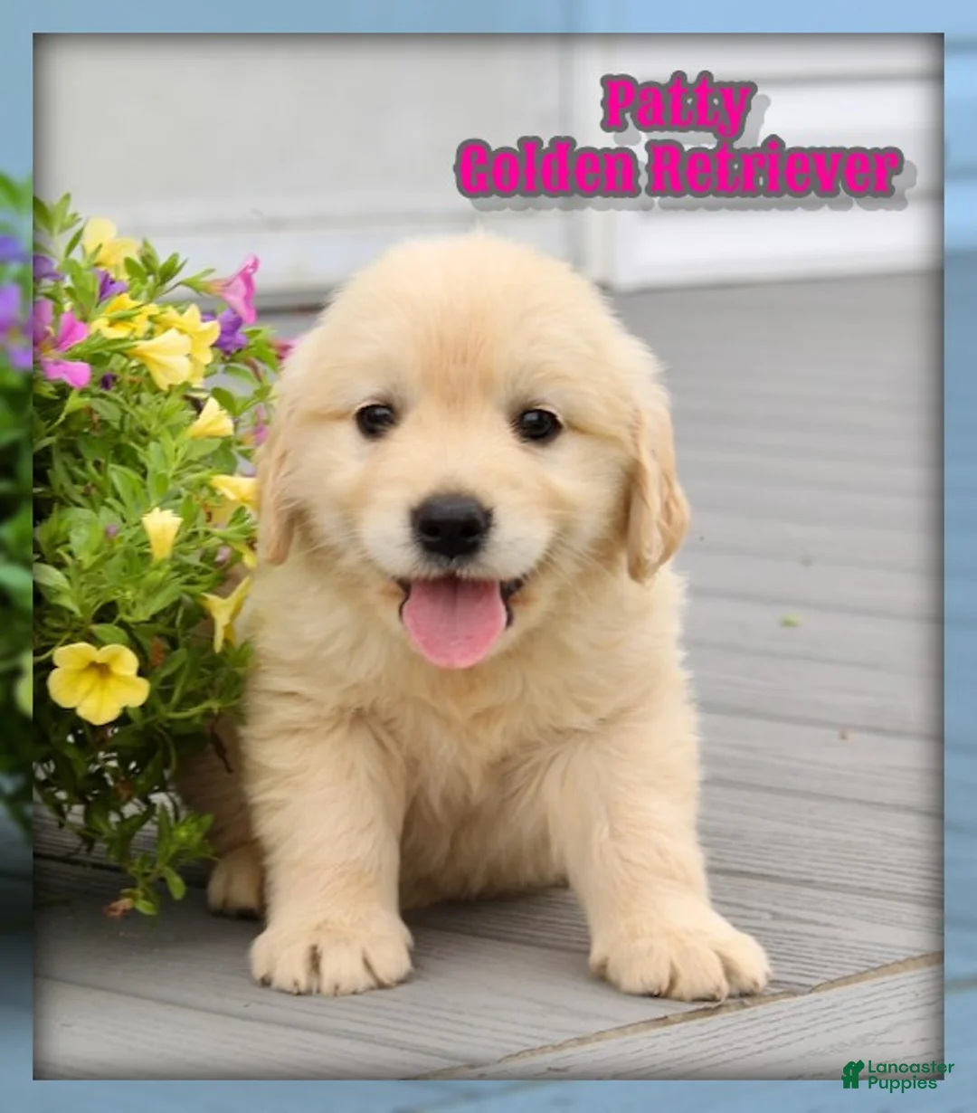 Golden Retriever dogs for sale: Patty - Ad 1