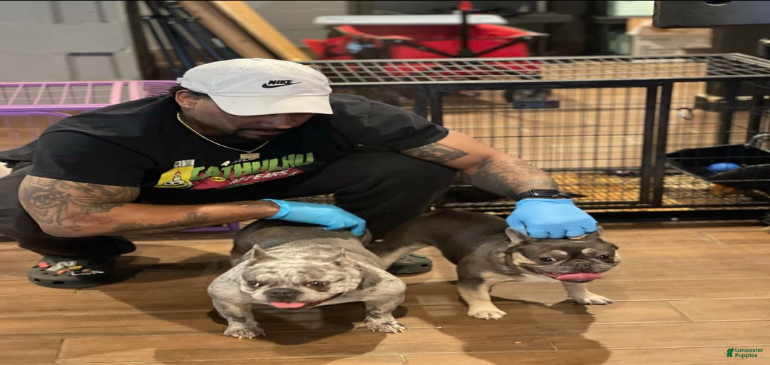 Gallery Image {{count}}