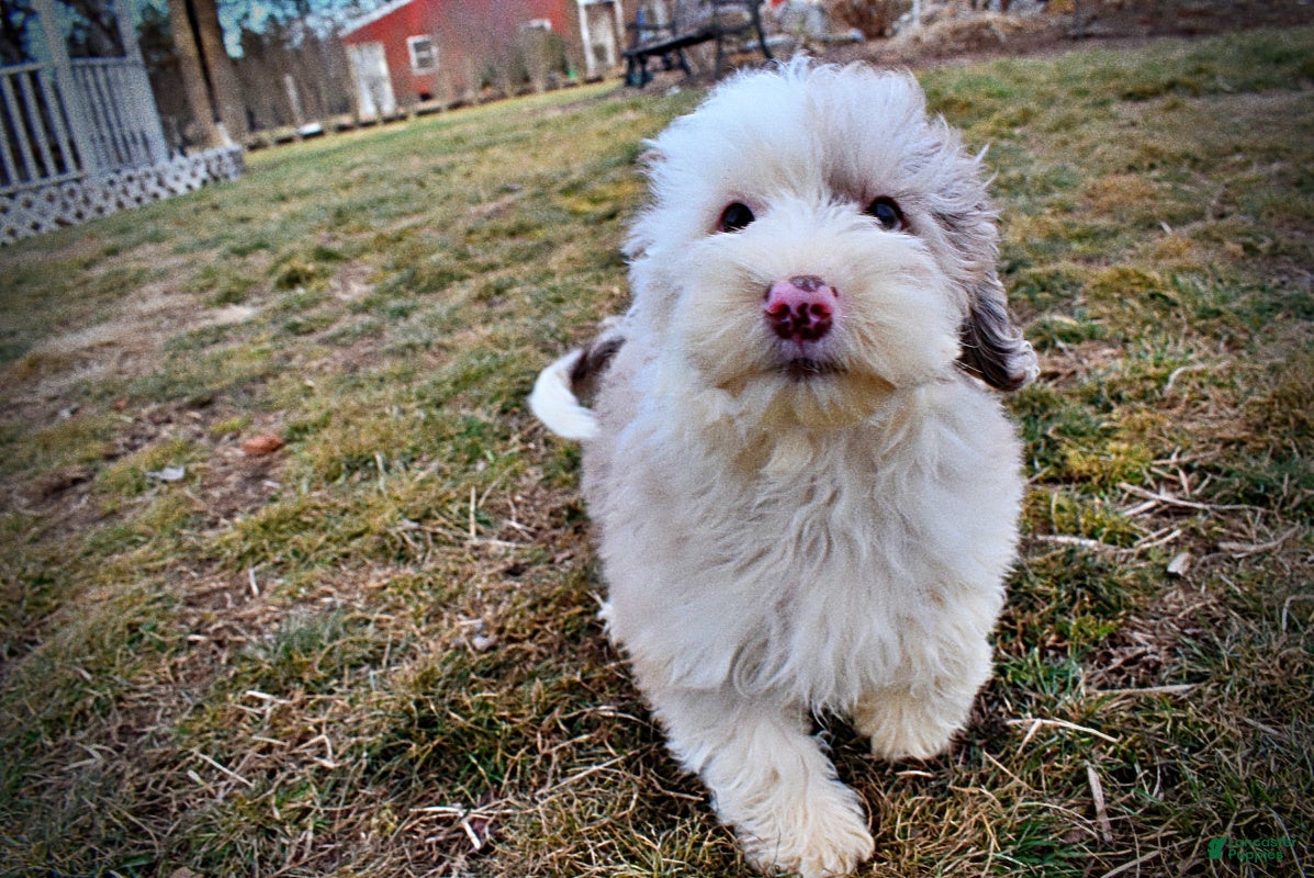 Havapoo dogs Wiggles - Ad 29