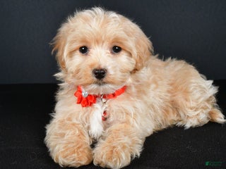 Maltipoo dogs - Ad 33