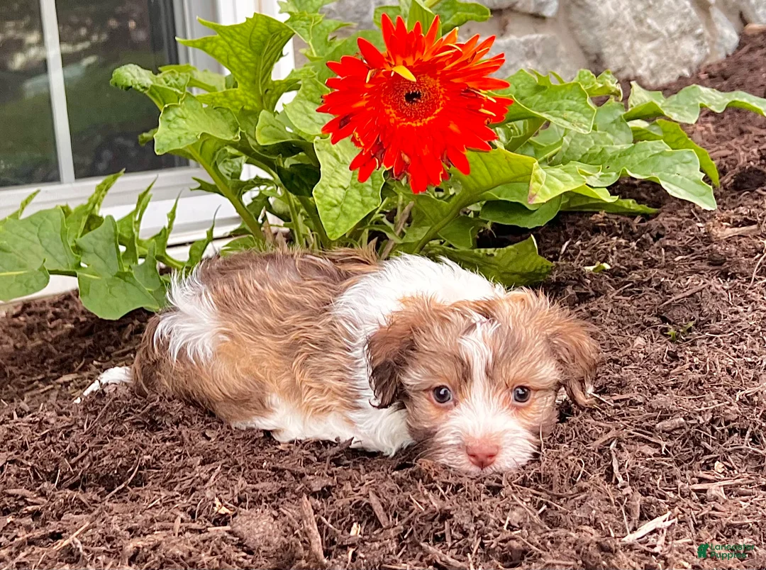 Havanese dogs for sale: Gizmo - Ad 1