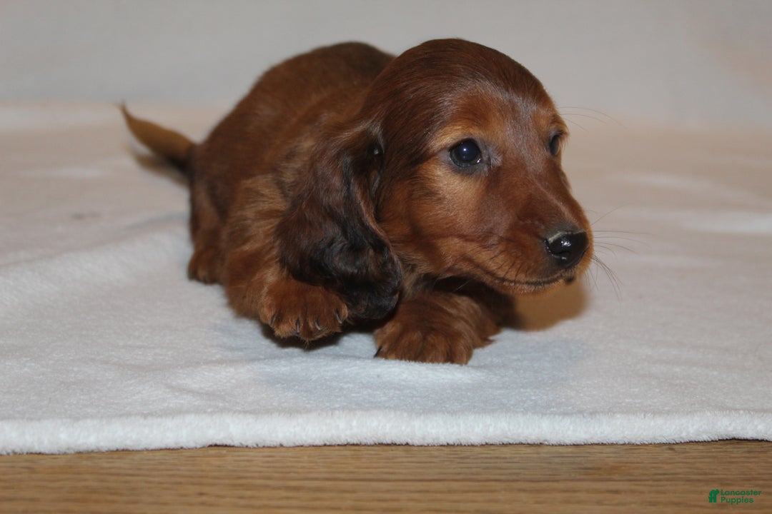 Miniature Dachshund dogs for sale: Prancer - Ad 8
