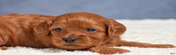 Cavapoo dogs for sale: Faith - Ad 9