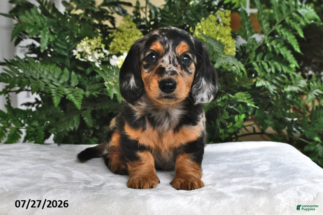 Miniature Dachshund dogs for sale: Dixie - Ad 1