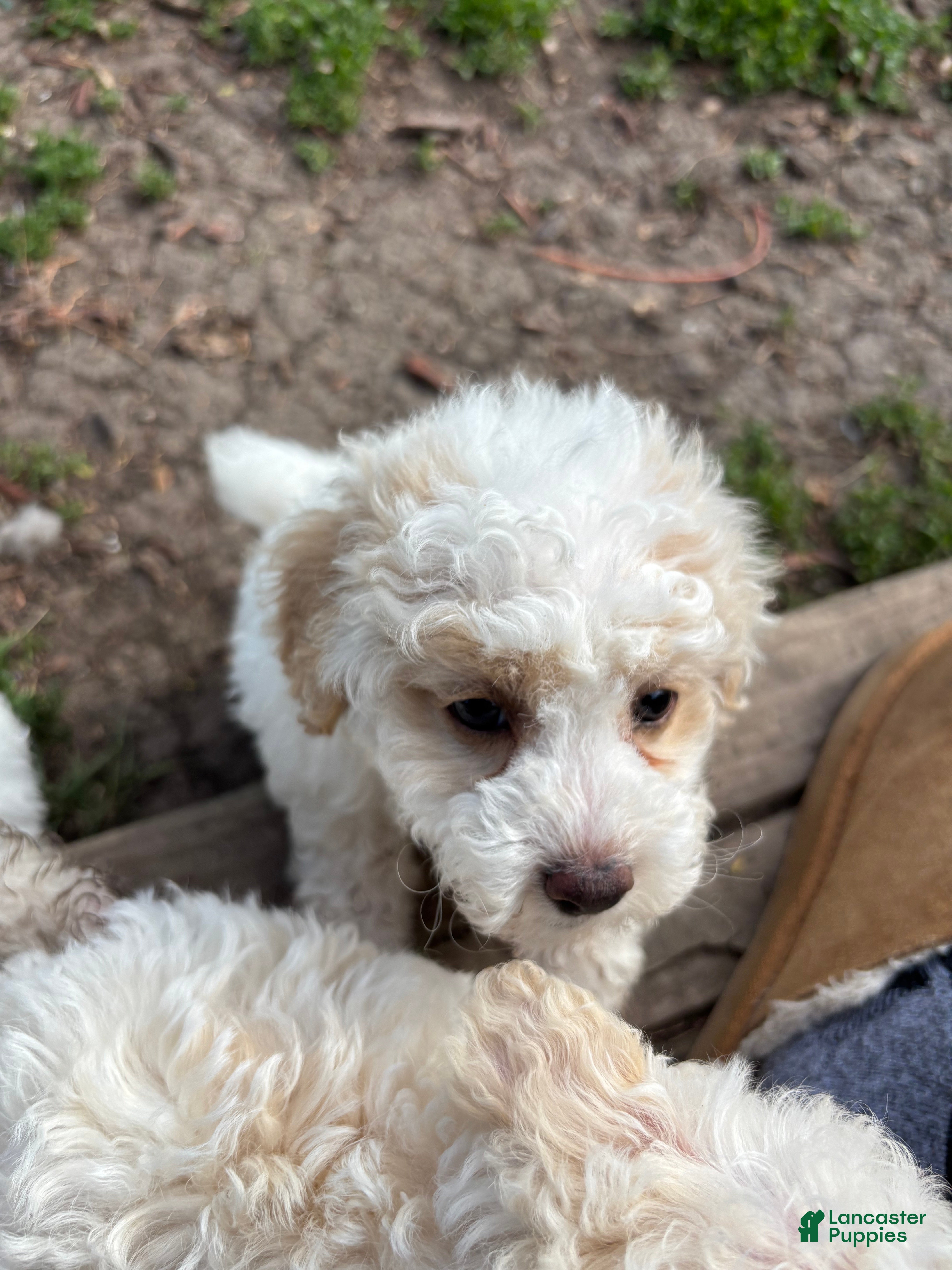 Bichpoo dogs Birdie - Ad 2