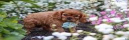 Cavalier King Charles Spaniel dogs for sale: Holden - Ad 7