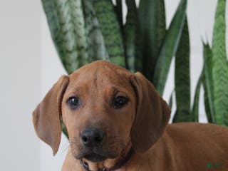 Rhodesian Ridgeback dogs Rhodesian Ridgeback Puppy 5 - Ad 4
